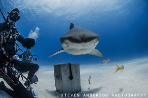 I truely believe they see themselves in the reflection fr... by Steven Anderson 